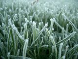 CIMG0027 Frosty grass